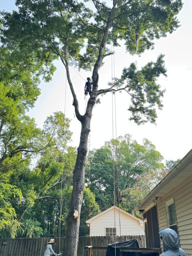 Lion Tree Service and Landscaping LLC project photo 6